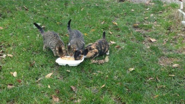 İlkokul &Ouml;ğrencilerinden &Ouml;rnek Proje 3