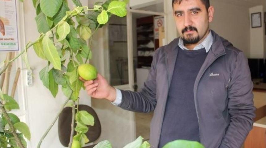 Saksıda Limon Yetiştiriyor