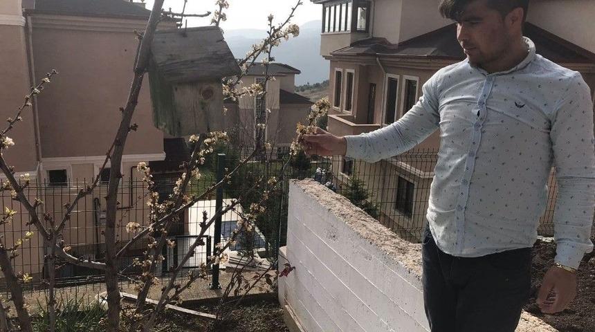 Erik Ağacı Şubat Ayında Çiçek Açtı