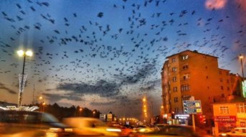 Erzurum’da Gökyüzünü Kargalar Kapladı