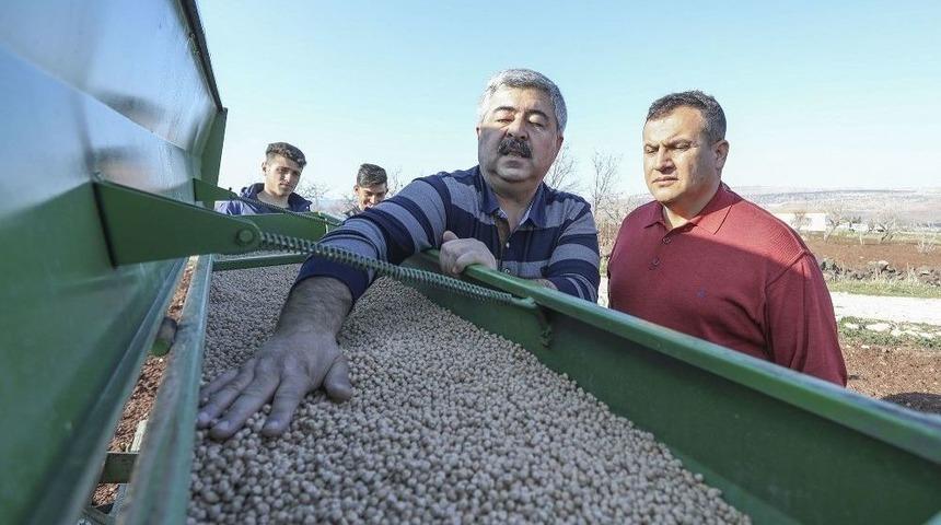 Büyükşehirin Dağıttığı Nohutların Ekimine Başlandı
