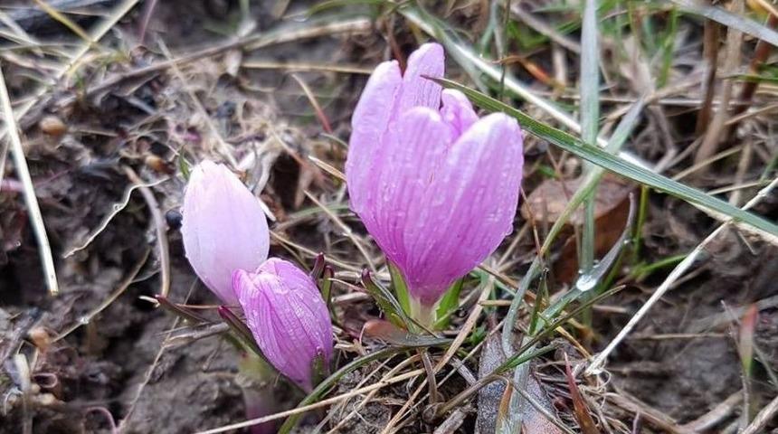 Hakkari&rsquo;de Kış Ortasında Kardelenler &Ccedil;i&ccedil;ek A&ccedil;tı