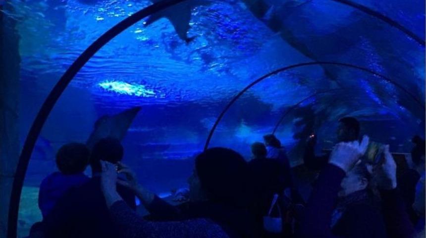 Yarıyıl Tatilinde Akvaryum Ve Vahşi Yaşama Ziyaretçi Akını