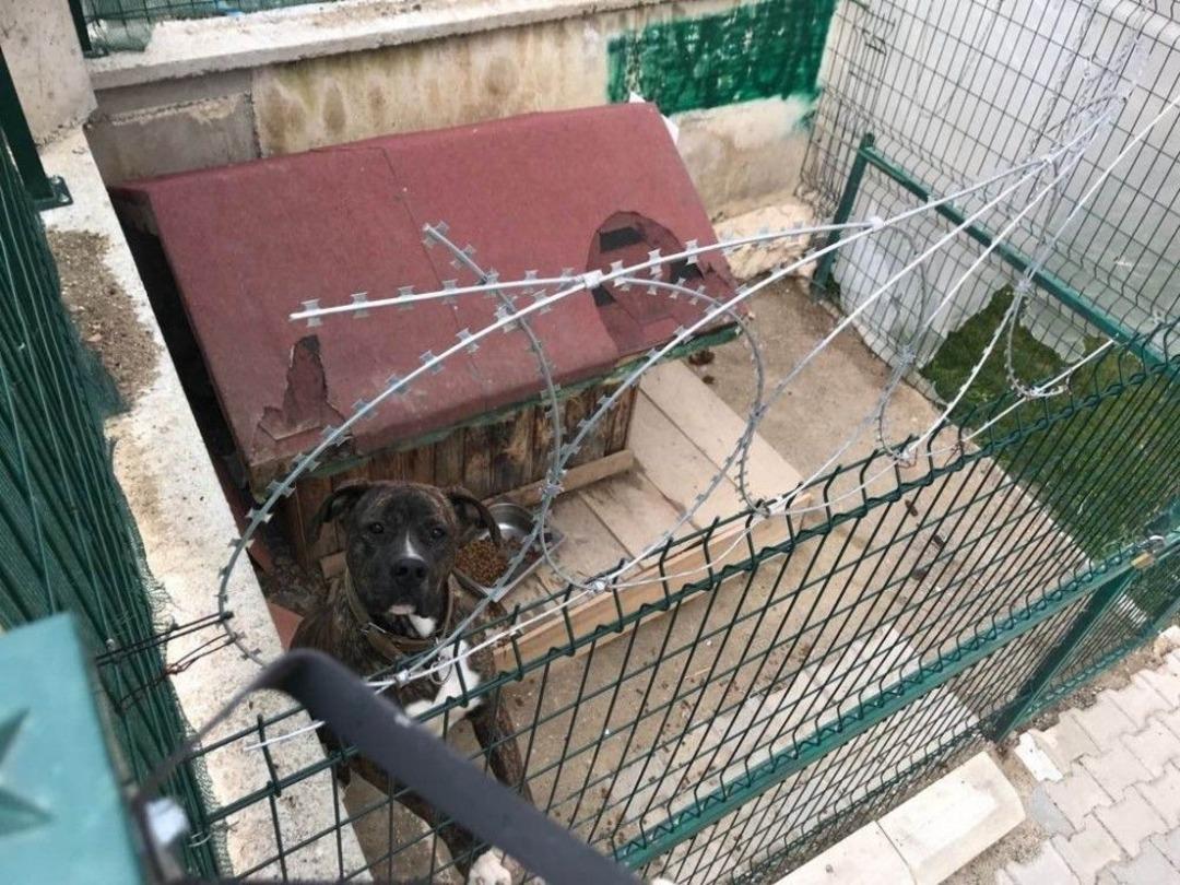 K&ouml;pek Y&uuml;z&uuml;nden İki Kişiyi &Ouml;ld&uuml;ren Adamın Ailesi O Evden Taşındı