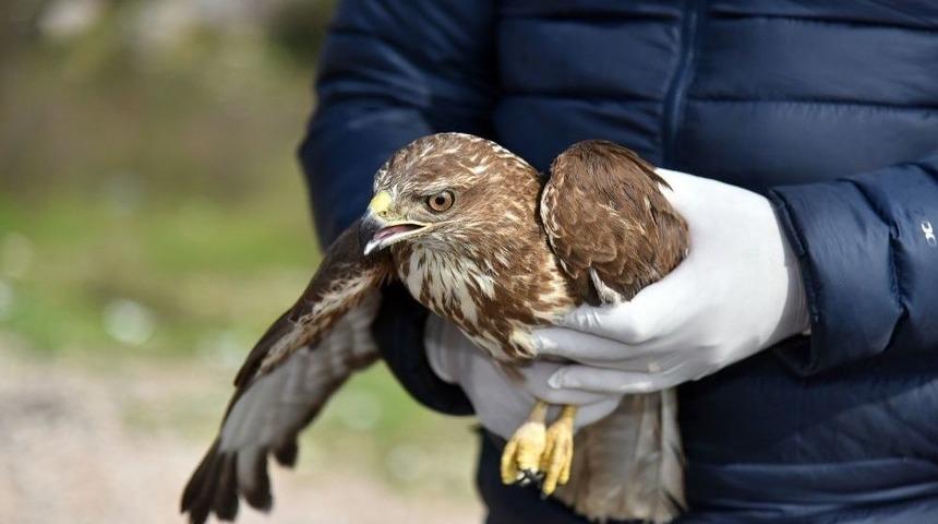 Alanya&rsquo;da Tedavisi Tamamlanan 2 Şahin Doğaya Salındı