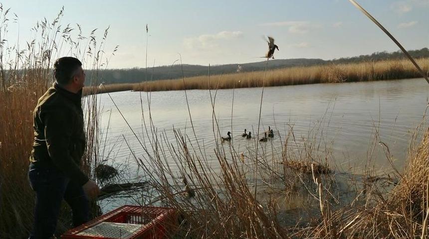 25 Adet Canlı Mühre Doğal Ortamlarına Salındı