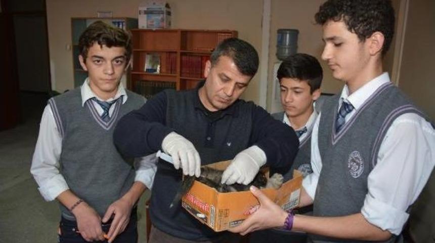 Yarali K&ouml;peğe &Ouml;ğrenciler Sahip &Ccedil;ikti