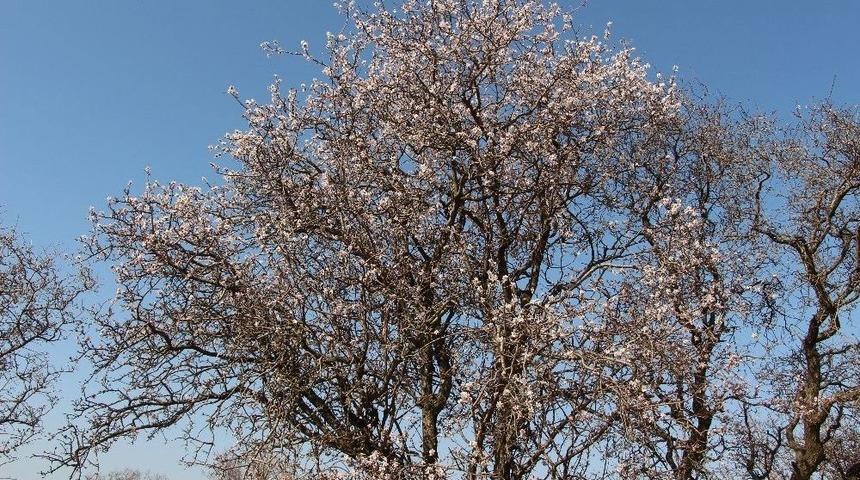 Silvan&rsquo;da Bahar Havası