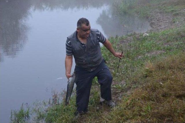 Gediz Nehri'nde Balik Ölümleri