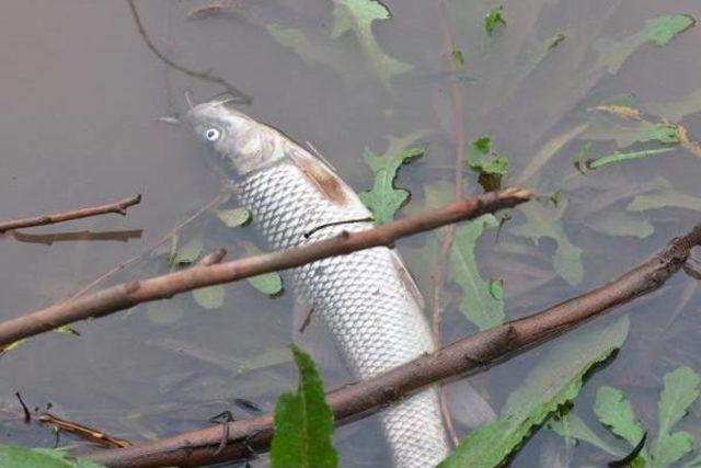 Gediz Nehri'nde Balik Ölümleri