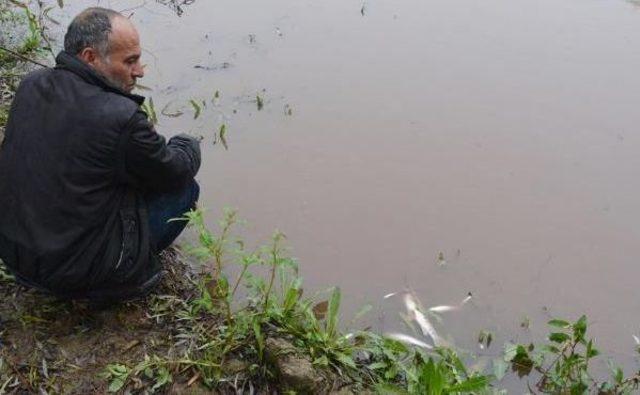 Gediz Nehri'nde Balik Ölümleri