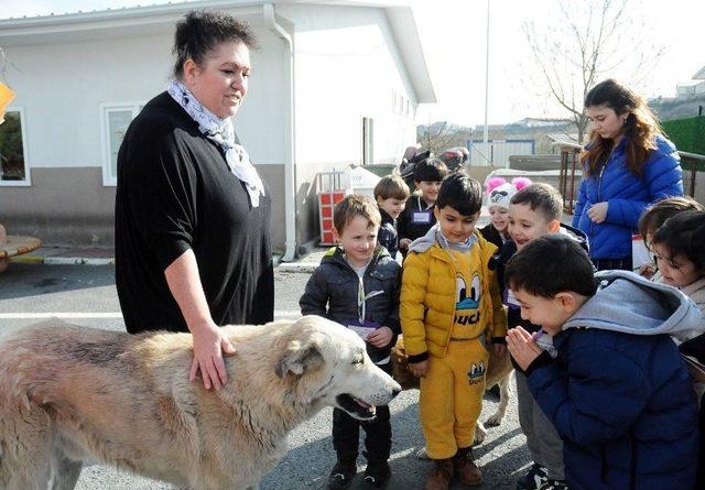Beylikd&uuml;z&uuml;&rsquo;nde Minikler Hayvan Dostlarıyla Buluştu 2