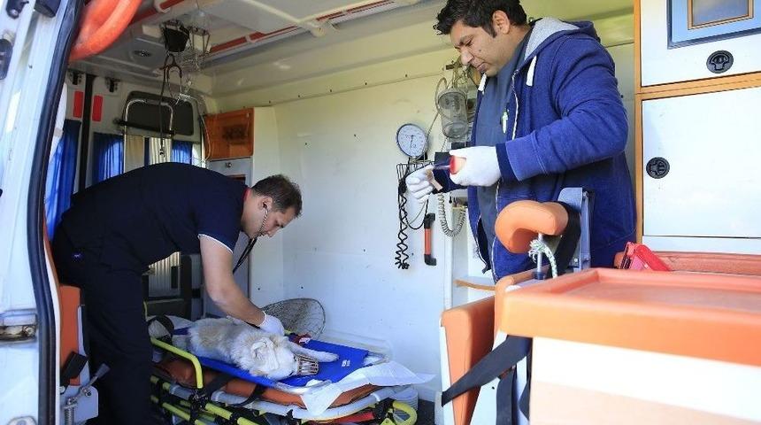 B&uuml;y&uuml;kşehir Belediyesi Hayvan Ambulansı 7/24 Hizmette