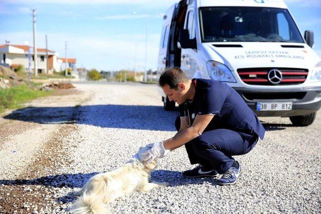 Büyükşehir Belediyesi Hayvan Ambulansı 7/24 Hizmette