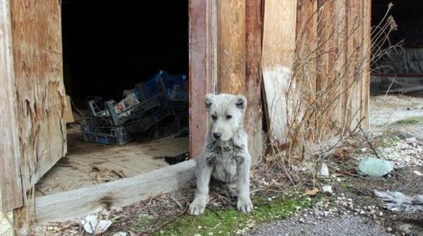 Ayi Sanilan Yavru Hayvan K&ouml;pek &Ccedil;ikti