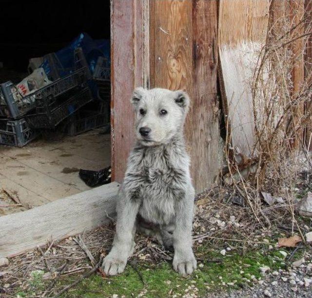 Ayi Sanilan Yavru Hayvan Köpek Çikti