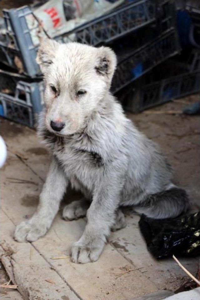 Ayi Sanilan Yavru Hayvan Köpek Çikti