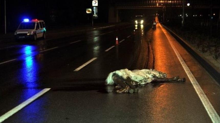 Tır&rsquo;ın &Ccedil;arptığı At Yol Ortasında Telef Oldu