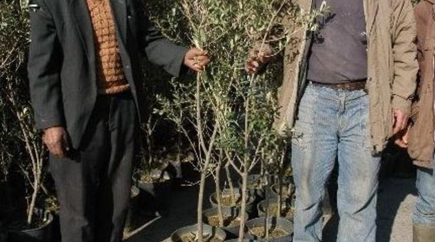 B&uuml;y&uuml;kşehir&rsquo;den 1 Milyon Fidan