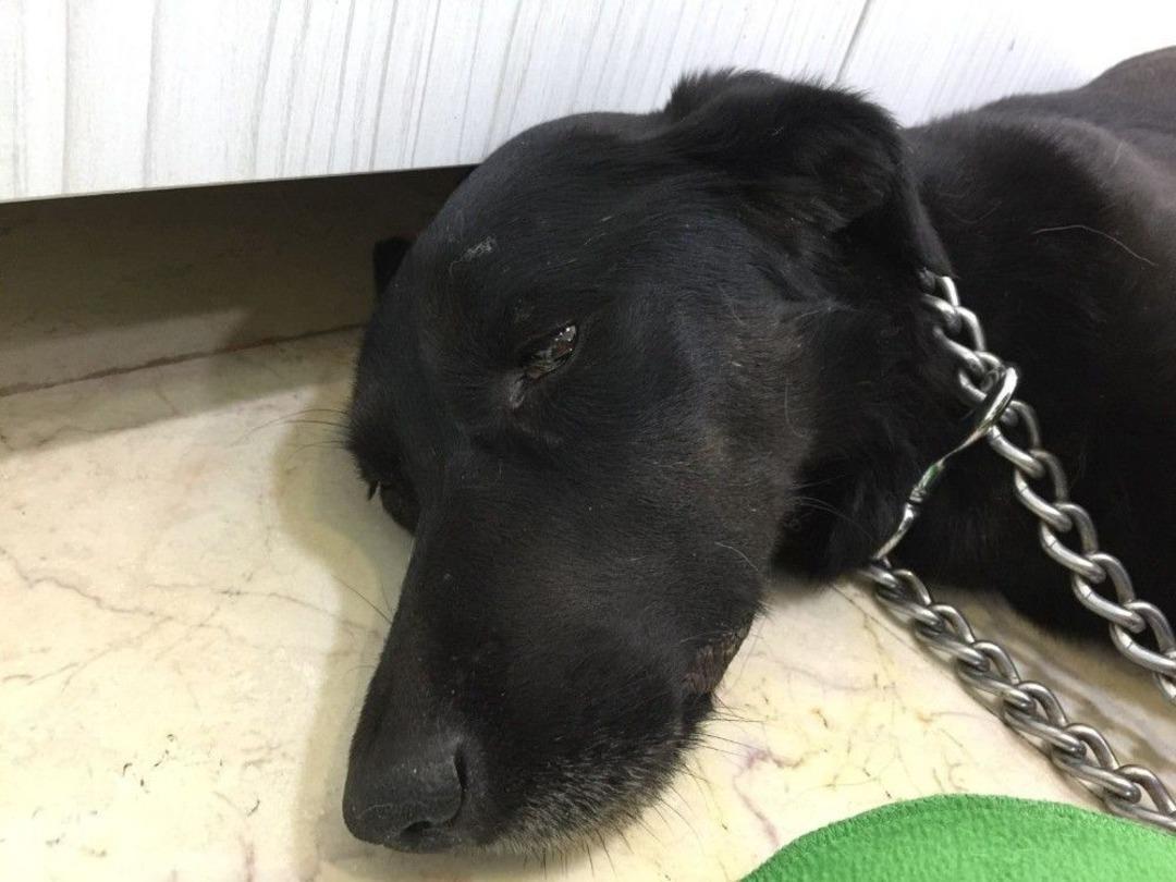 İstanbul&rsquo;da G&ouml;beğinde Vahşeti, K&ouml;peğin Makatına Silikon Sıktılar