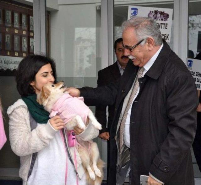 &Ccedil;anakkaleli Hayvanseverlerden Kedi Ve K&ouml;pek &Ouml;l&uuml;mlerine Tepki 3