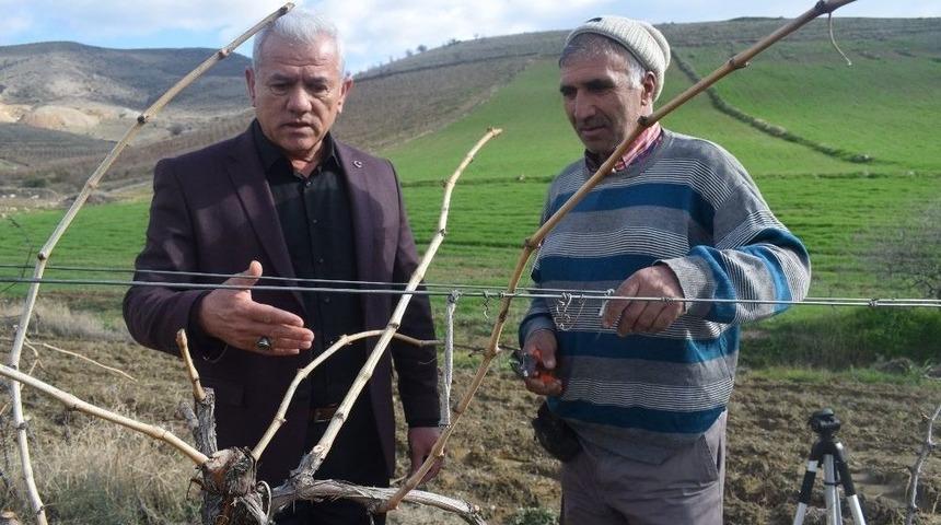Alaşehir &Uuml;z&uuml;m Bağlarında Kışlık Bakım &Ccedil;alışmaları S&uuml;r&uuml;yor