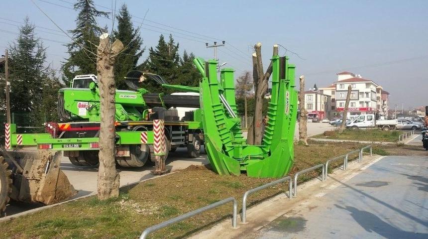 Ağaçlar Zarar Görmeden Taşındı