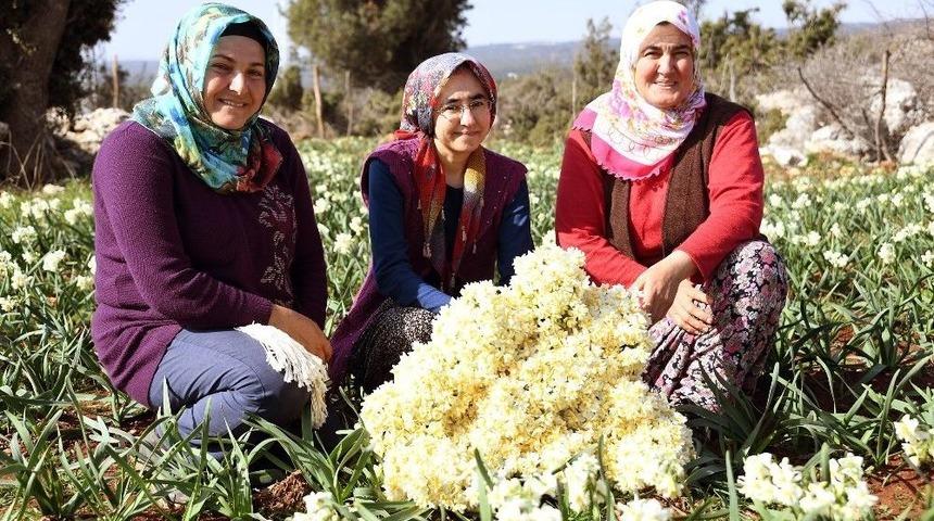 Nergis Hasadı &Uuml;reticinin Y&uuml;z&uuml;n&uuml; G&uuml;ld&uuml;r&uuml;yor