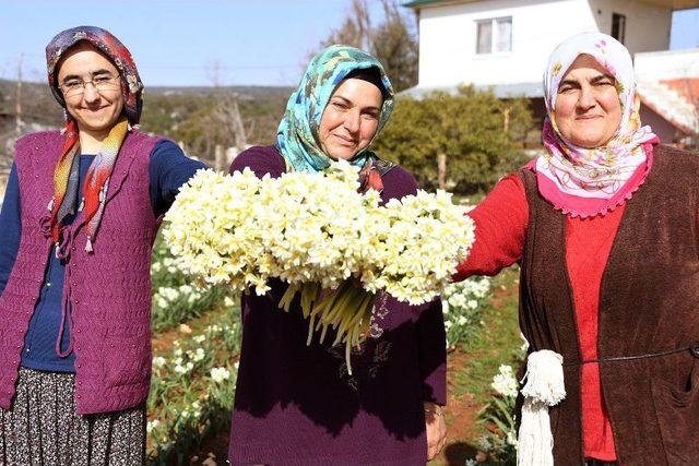 Nergis Hasadı Üreticinin Yüzünü Güldürüyor