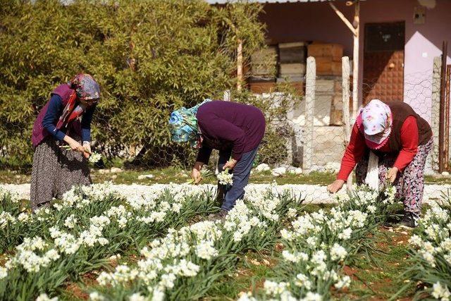 Nergis Hasadı Üreticinin Yüzünü Güldürüyor