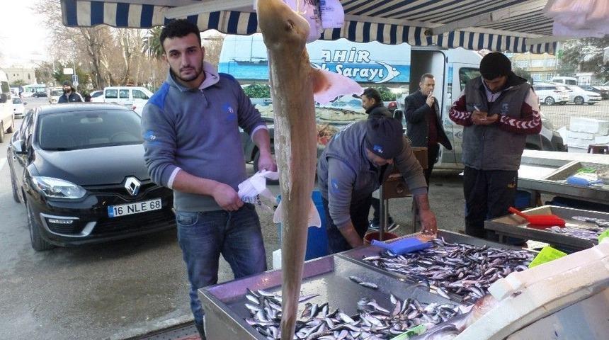 Marmara&rsquo;da K&ouml;pek Balığı Yakalandı
