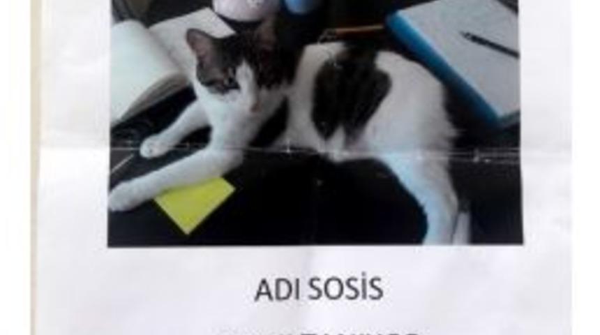 Kaybolan Kedi İ&ccedil;in &lsquo;kayıp&rsquo; İlanı