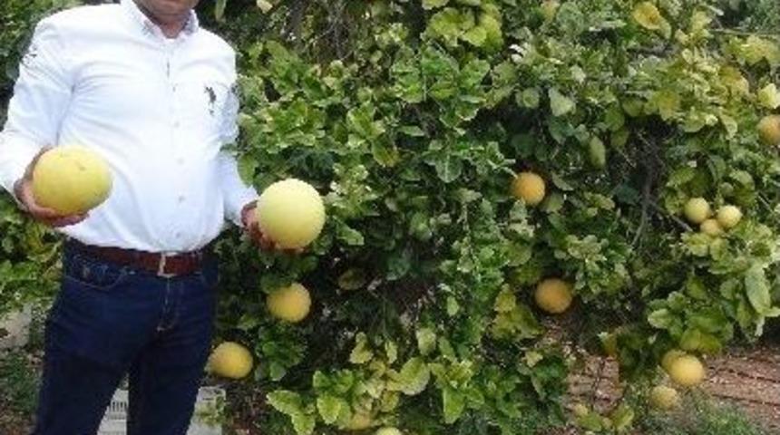 Silifke&rsquo;de Ağa&ccedil; Kavunu Hasadı Başladı
