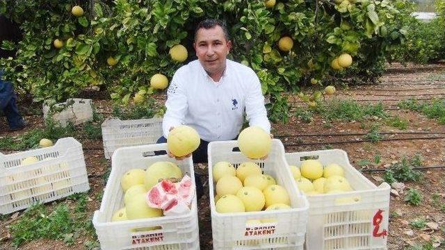Silifke&rsquo;de Ağa&ccedil; Kavunu Hasadı Başladı 1