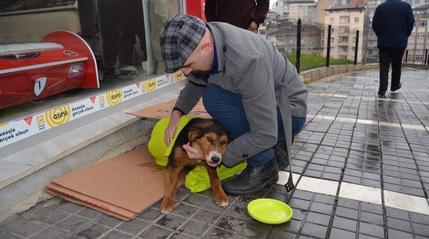 Üşüyen Köpeği Battaniyeye Sarıp Süt Verdiler
