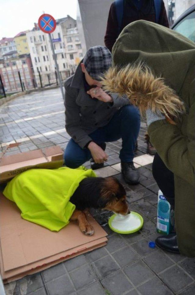 Üşüyen Köpeği Battaniyeye Sarıp Süt Verdiler