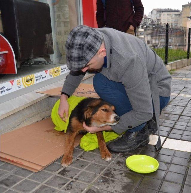 Üşüyen Köpeği Battaniyeye Sarıp Süt Verdiler