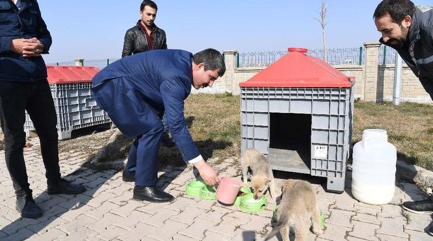 Muş&rsquo;ta Sokak Hayvanları Sahipsiz Değil