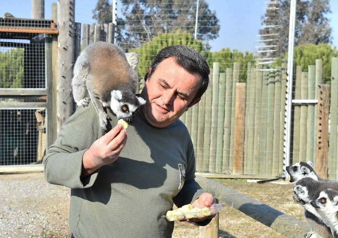 Lemurların Kuru İncir Sevgisi