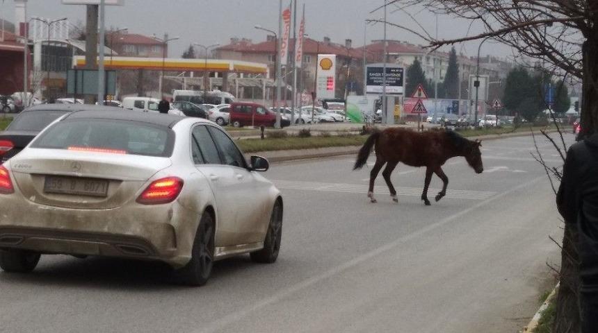 Edirne&rsquo;de Atlar Yine Sahnede
