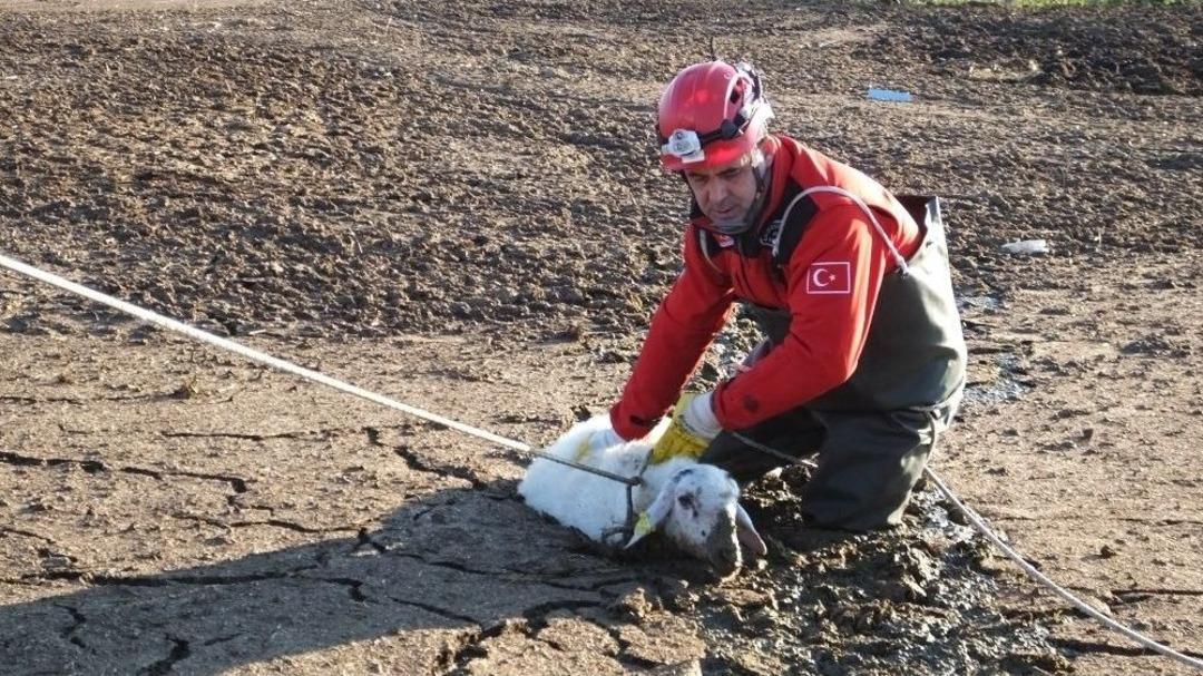 &Ccedil;ukura D&uuml;şen Koyunu İtfaiyeyi Kurtardı