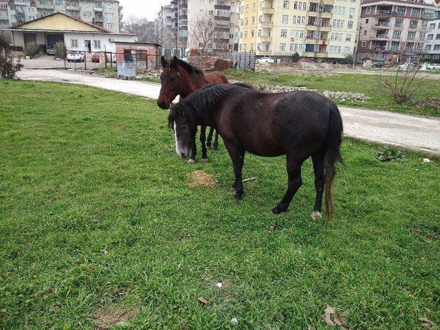 Edirne’de Atlar Yine Sahnede