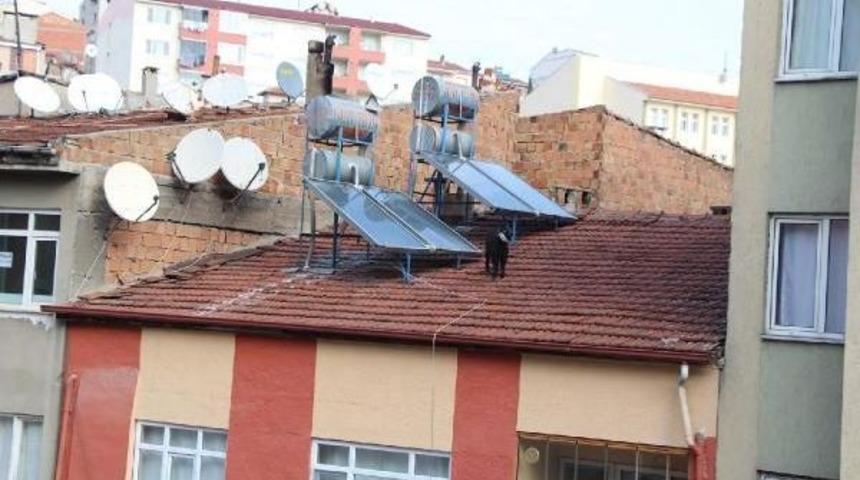 İtfaiyeden Apartman &Ccedil;atisinda Ke&ccedil;i Kurtarma Operasyonu
