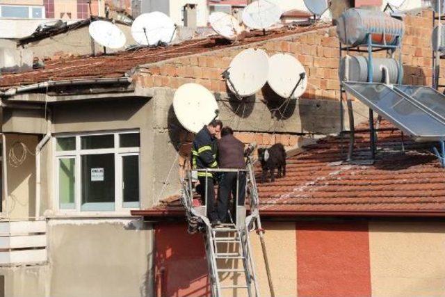 İtfaiyeden Apartman Çatisinda Keçi Kurtarma Operasyonu