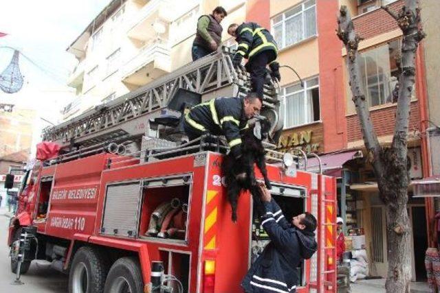 İtfaiyeden Apartman Çatisinda Keçi Kurtarma Operasyonu