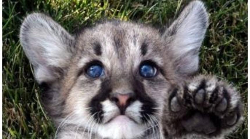 Yavru Puma&rsquo;ya Anket İle İsim Koyulacak