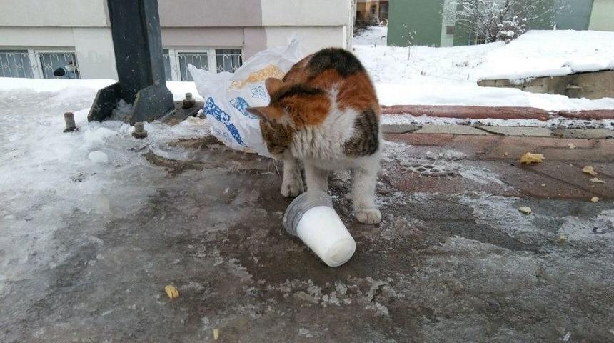 A&ccedil; Kalan Kedi Donmuş S&uuml;tle Karnını Doyurmaya &Ccedil;alıştı