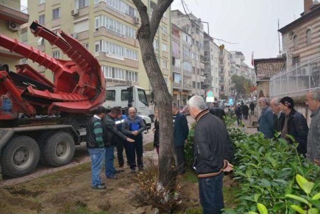 Manisa'da 40 Yillik Ihlamur Ağacinin Yeri Değiştirildi