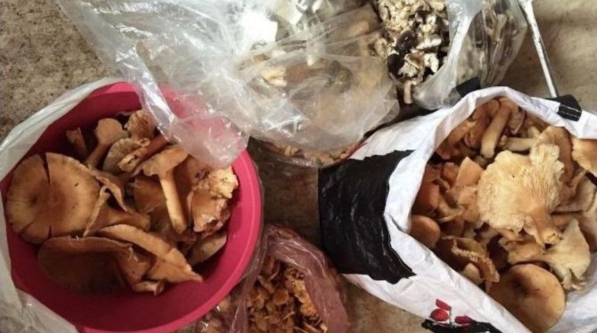 Bartın&rsquo;da Mantar Denetimi Yapıldı