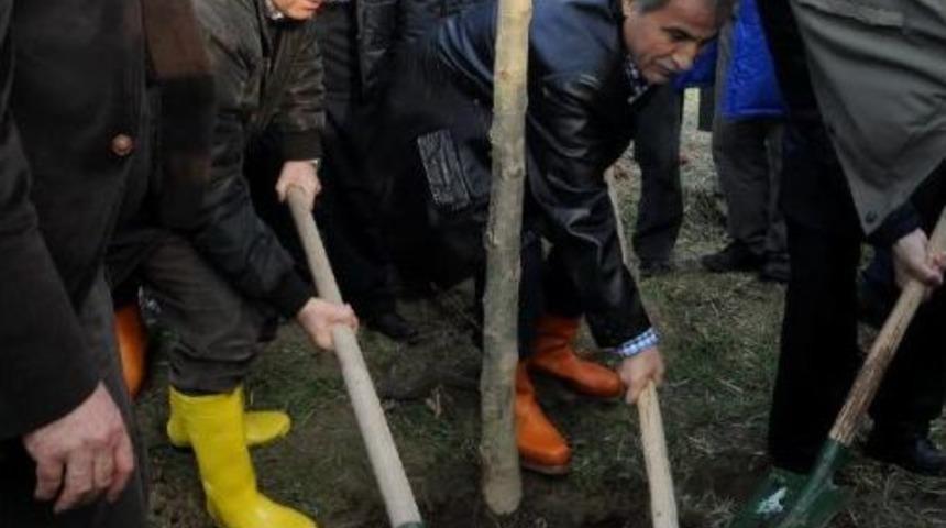 Yalova&rsquo;Da 200 &Ccedil;inar Fidani Dikildi